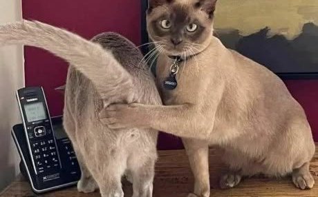 Минуточку мем. А что такое не то. А кто это сделал мем. Ой картинка. Ктоьэто сделал галустян.